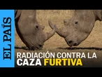 ANIMALES | Protegen a los RINOCERONTES de la CAZA FURTIVA con isótopos radiactivos | EL PAÍS