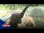 Berlino, allo zoo scatta il piano rinfrescante per tutti gli animali