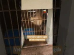 Veterinária registra rugido de leão e impressiona