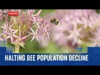 How tagging trees could help scientists stop bee populations declining