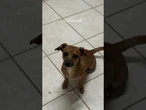Nada de namoro! Tutora chama por “amor” e cachorrinho Zeus atende