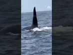 Fishermen encounter famous orca off Massachusetts coast