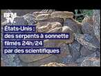 La vie de milliers de serpents à sonnette filmée en direct 24h/24 aux États-Unis dans le Colorado