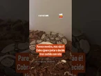 Parece mentira, mas não é! Cobra ignora jantar e decide tirar cochilo com rato