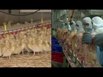 Brasil proíbe produção e venda de foie gras | AFP