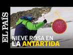 ANTÁRTIDA | Así es la nieve rosa: ¿cómo contribuye la sangre de los glaciares al deshielo? | EL PAÍS