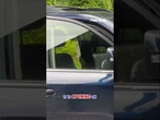 CLEVER BEAR: Black bear opens woman's car doors in driveway #shorts #wildlife #bear #car #crazy #us