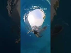 WATCH: Whale shark nearly SWALLOWS snorkeler in the Philippines #shorts