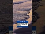 European heatwave triggers wave of venomous sea creatures