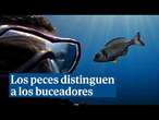 Así se ha demostrado cómo los peces son capaces pueden distinguir y reconocer a los buceadores