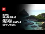Estudo mostra que ilhas brasileiras abrigam espécies únicas do planeta | CNN NOVO DIA