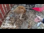 Irwin the Colorado kangaroo escapes for the second time before capture by police