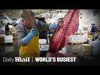 Fish Market Moves 2 Million Pounds of Fish Every Night | World’s Busiest Buildings | Daily Mail