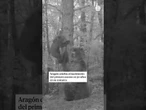 Este es el primer osezno nacido en Aragón en los últimos 50 años #oso #aragón #osezno #animales