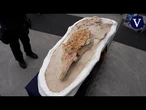 Exhiben en Perú un fósil casi intacto de un “delfín” prehistórico de 12 millones de años