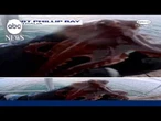 Australian diver saves octopus stuck on pier
