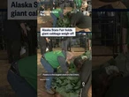 Alaska State Fair holds giant cabbage weigh-off