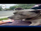 Senior dog takes extra steps for ice cream