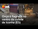 Onça circula por cidade no ES, e é capturada dentro de garagem de prédio; veja vídeo