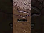 Sucuri gigante é flagrada em busca de água em Bonito, no Mato Grosso do Sul; veja vídeo