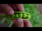 AGRO INFO | 08.08.2025 | TV Republika