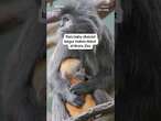 Rare baby silvered langur makes debut at Bronx Zoo