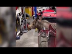 En images : un élan curieux s'invite chez les pompiers d'Anchorage