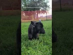 Young dwarf goat thriving despite losing all four legs