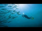 Îles Canaries : Les photos prises par les citoyens contribuent à cartographier la vie marine
