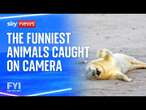 FYI: The funniest animals caught on camera