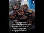 La Puglia proroga lo stop alla pesca di ricci di mare fino al 2029