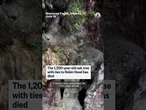 1,200-year-old oak tree with ties to Robin Hood has died