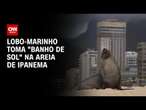 Lobo-marinho toma 