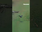 WATCH: Silverback gorilla goes bananas in the rain #shorts #gorilla