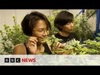 Thailand's 'weed wild west' faces new rules as smuggling to UK rises | BBC News