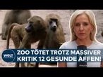 AUFSCHREI IN NÜRNBERG: Tiergarten bestätigt Tötung von 12 Pavianen wegen Platzmangel!