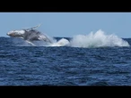 Islande : premières baleines tuées depuis la reprise de la chasse commerciale