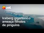 Iceberg gigantesco se afasta do Alasca e ameaça filhotes de pinguins