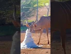 Animals at Phoenix Zoo beat summer heat with cool treats