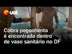 Cobra peçonhenta é encontrada dentro de vaso sanitário no Distrito Federal; veja vídeo