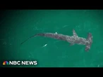 Record shark sightings reported at popular New York beach