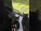 Iguana tenta 'invadir' casa e gatos ficam 'hipnotizados' pelo réptil; veja vídeo