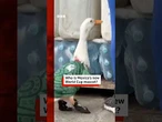 Meet Mexico’s new FIFA World Cup mascot Merlin the Duck! #FifaWorldCup #MerlinTheDuck #BBCNews
