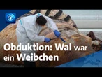Was mit dem toten Buckelwal nach der Obduktion passieren soll