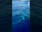 Una balenottera denutrita avvistata nel mare di Ischia: segue i pescherecci in cerca di cibo