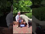 Trey Gowdy's new book is all about justice and his dog Justice is ready for it #shorts #usa #book
