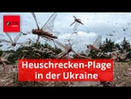 Millionen Heuschrecken suchen Ukraine heim – ist Russland schuld?