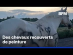 Maltraitance animale: trois chevaux retrouvés blessés et tagués près de Valenciennes