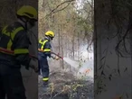 OGIEŃ TRAWI HISTORIĘ! Płonie Królewski Las – strażacy w walce z żywiołem!