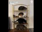 Cat owner trains four felines to eat on designated shelves: 'My masterpiece is complete'